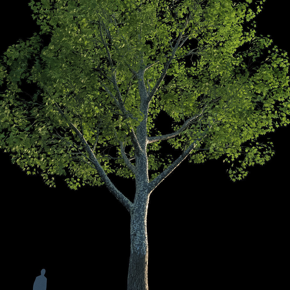 XfrogPlants American Sycamore - Platanus Occidentalis 3D model_10