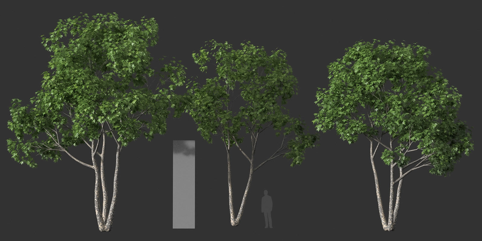 XfrogPlants American Sycamore - Platanus Occidentalis 3D model_27