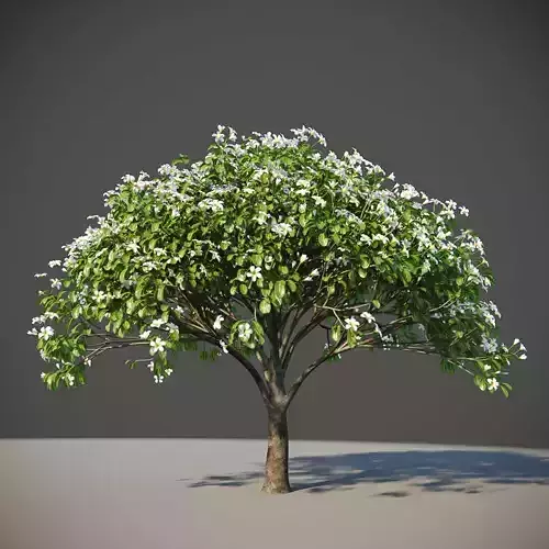 XfrogPlants Singapore Graveyard Flower - Plumeria Obtusa 