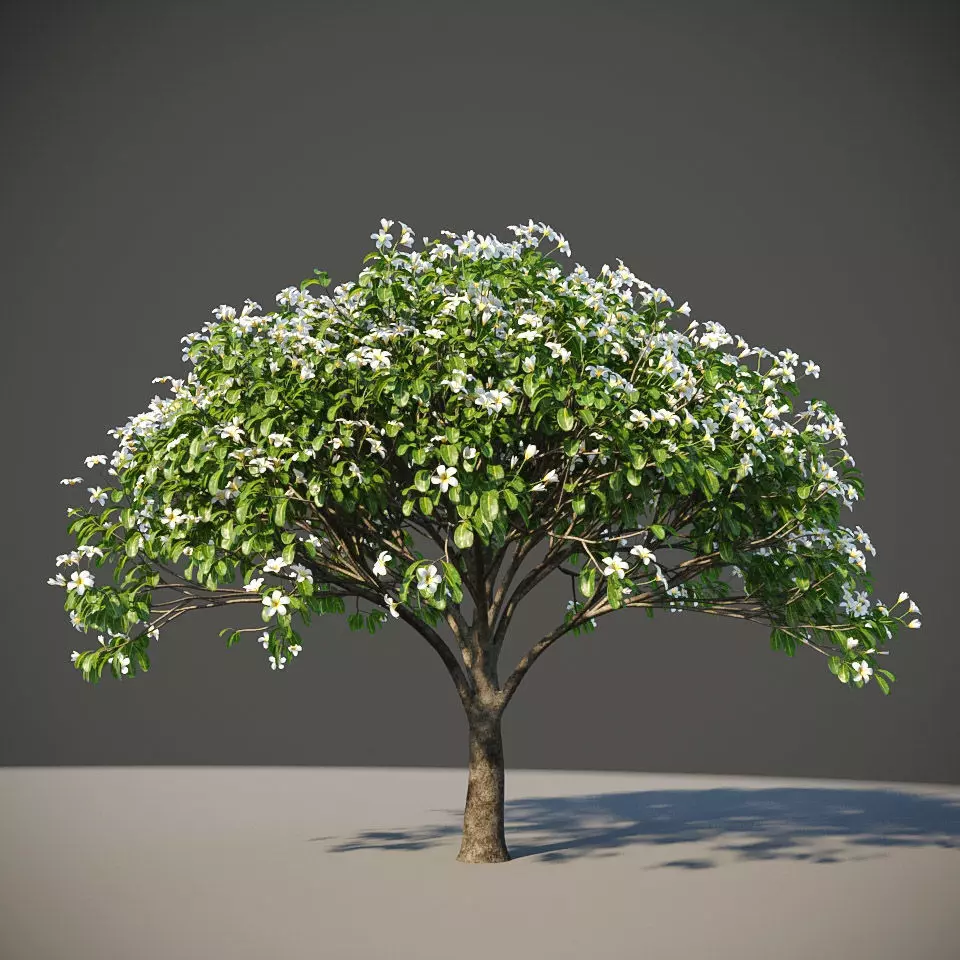 XfrogPlants Singapore Graveyard Flower - Plumeria Obtusa 3D model