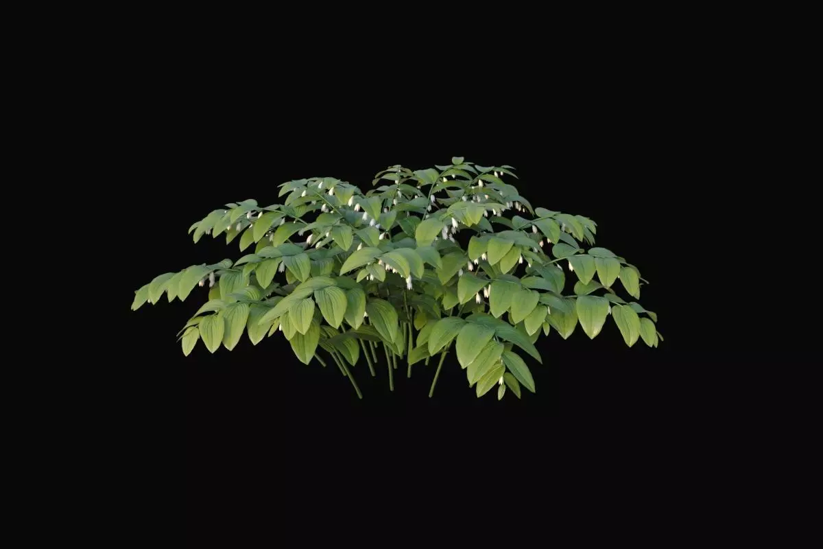 XfrogPlants Fragrant Solomons Seal - Polygonatum Odoratum 3D model