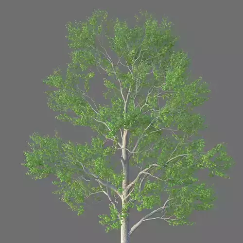 XfrogPlants Carolina Poplar - Populus Canadensis 