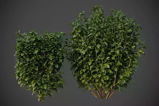 XfrogPlants Cherry Laurel - Prunus Laurocerasus  3D model