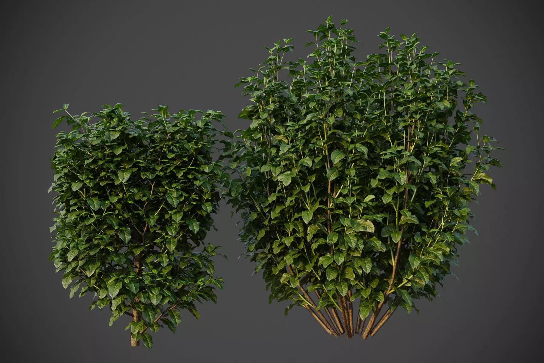 XfrogPlants Cherry Laurel - Prunus Laurocerasus 3D model