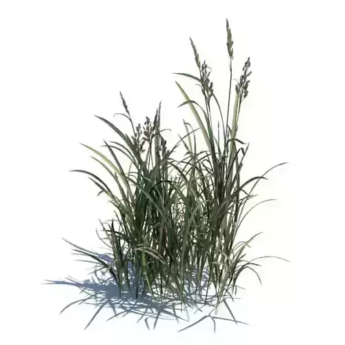 Decorative Grass