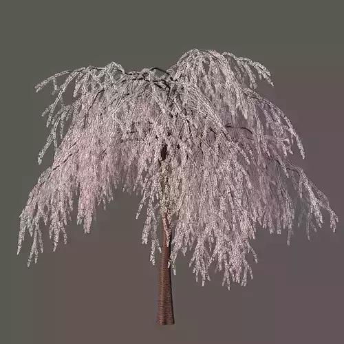XfrogPlants Weeping Higan Cherry - Prunus Subhirtella  3D model