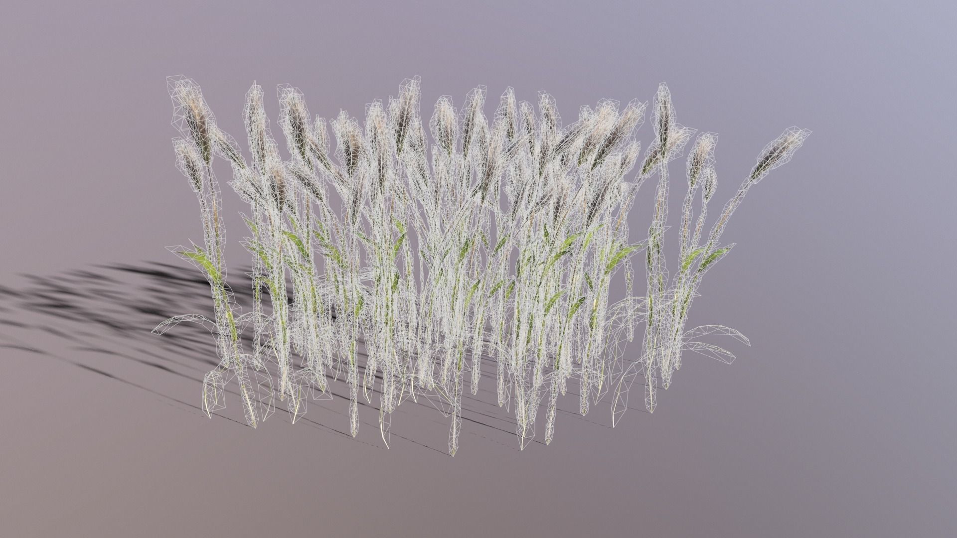 Wheat Plant Low-poly 3D model_4