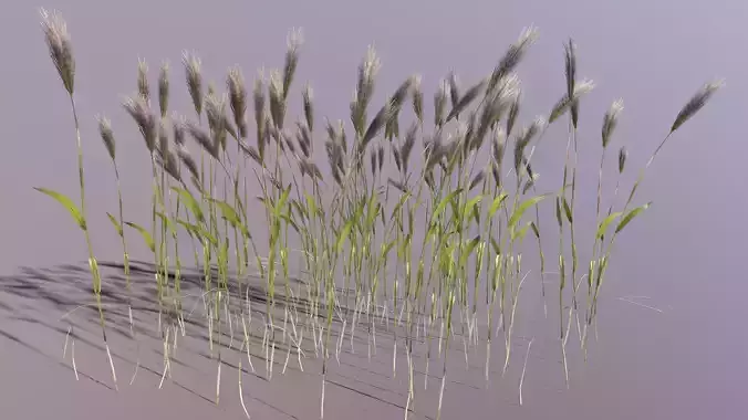 Wheat Plant Low-poly 3D model