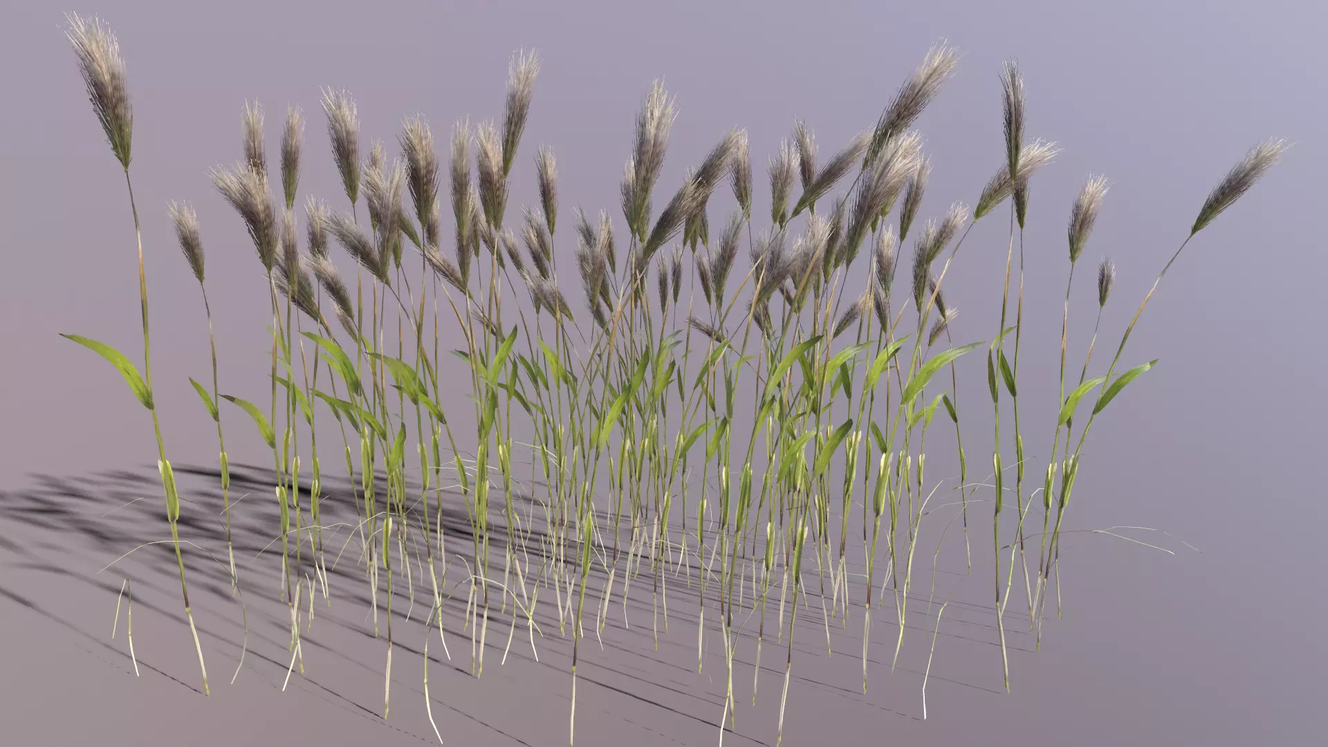 Wheat Plant Low-poly 3D model_0