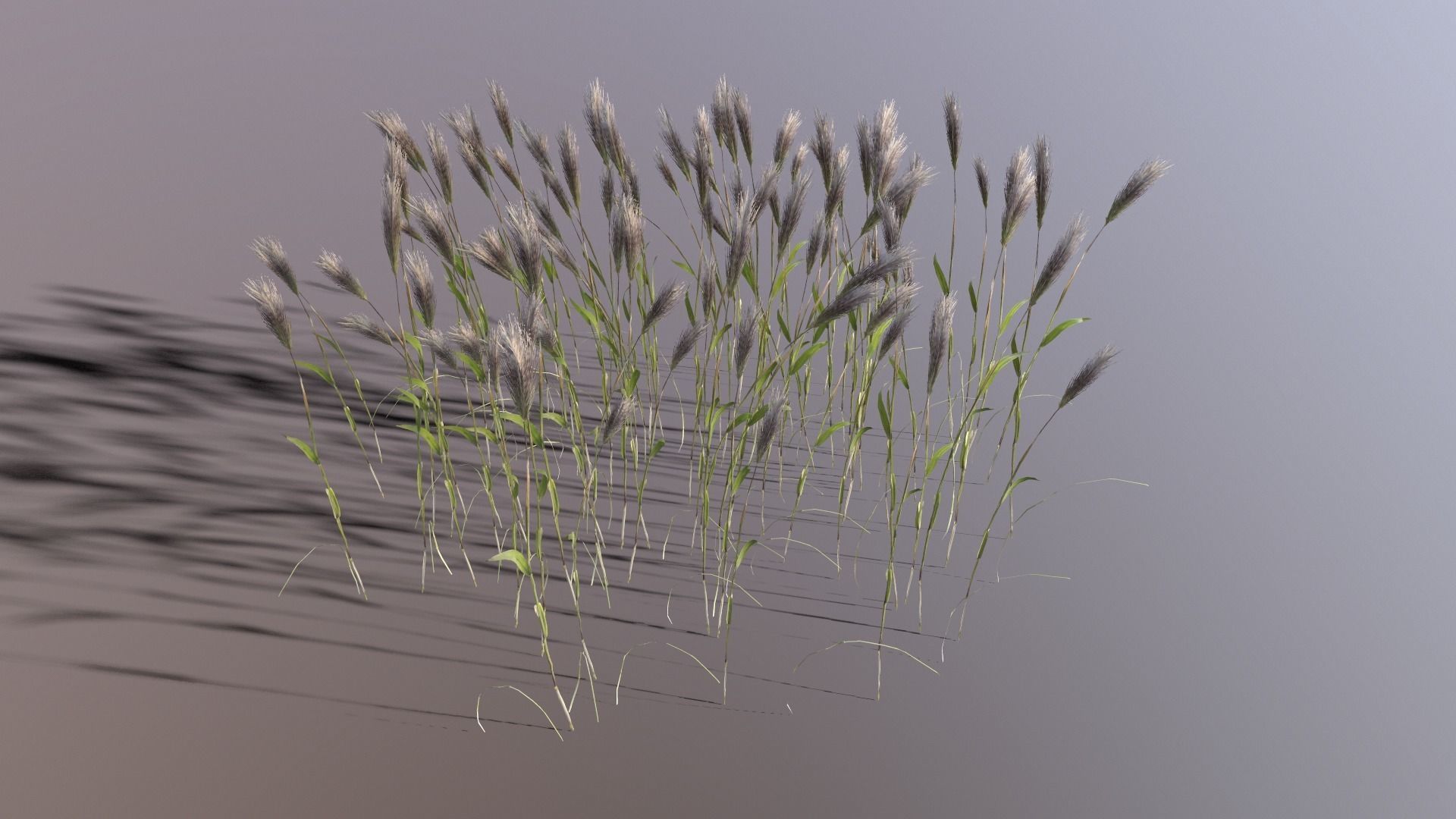 Wheat Plant Low-poly 3D model_2