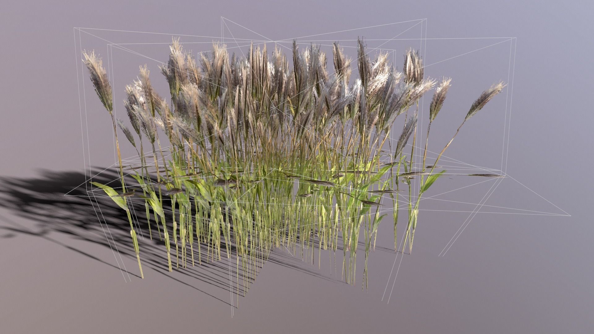 Wheat Plant Low-poly 3D model_6
