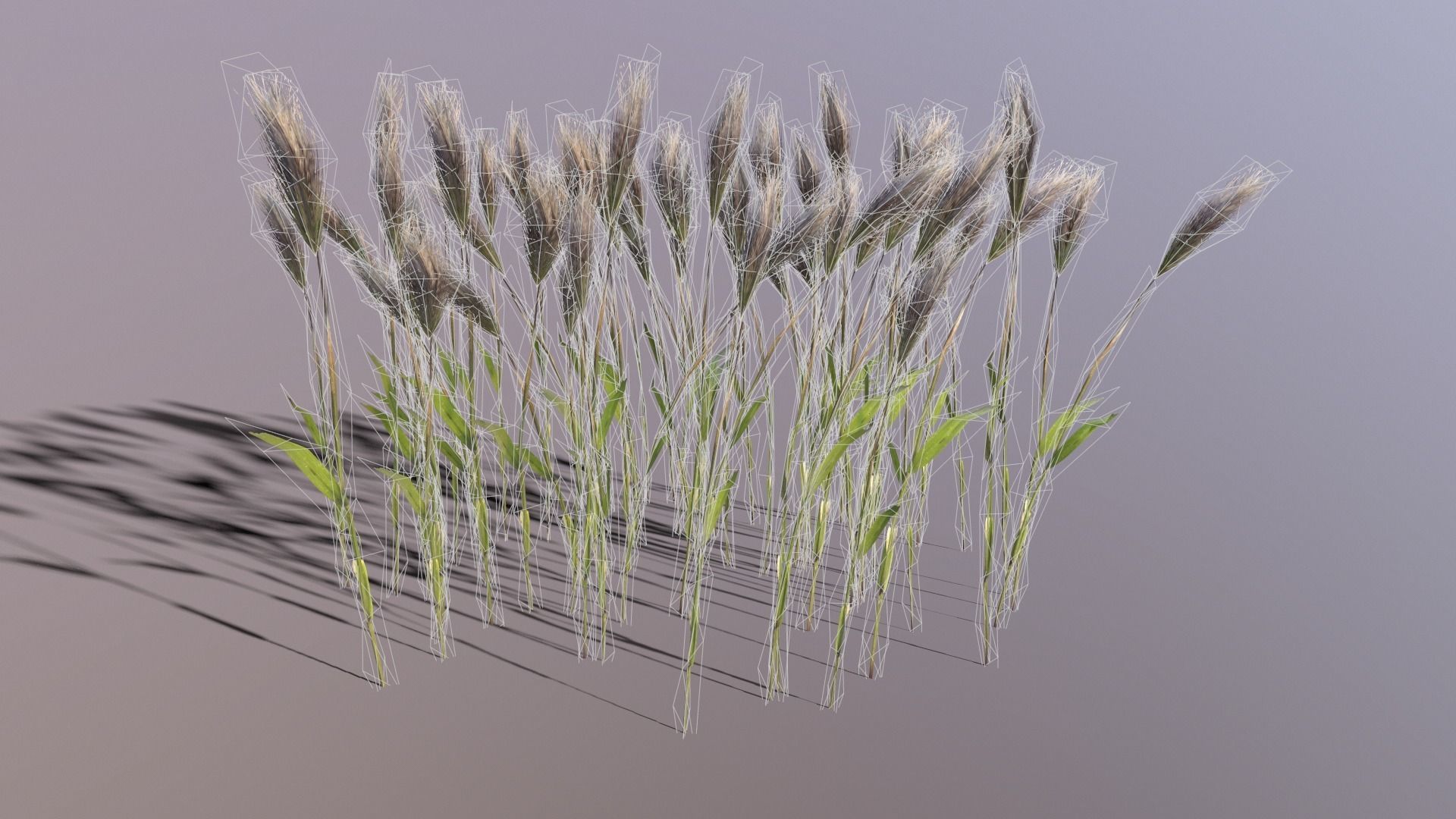 Wheat Plant Low-poly 3D model_5