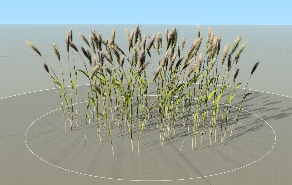 Wheat Plant Low-poly 3D model_7