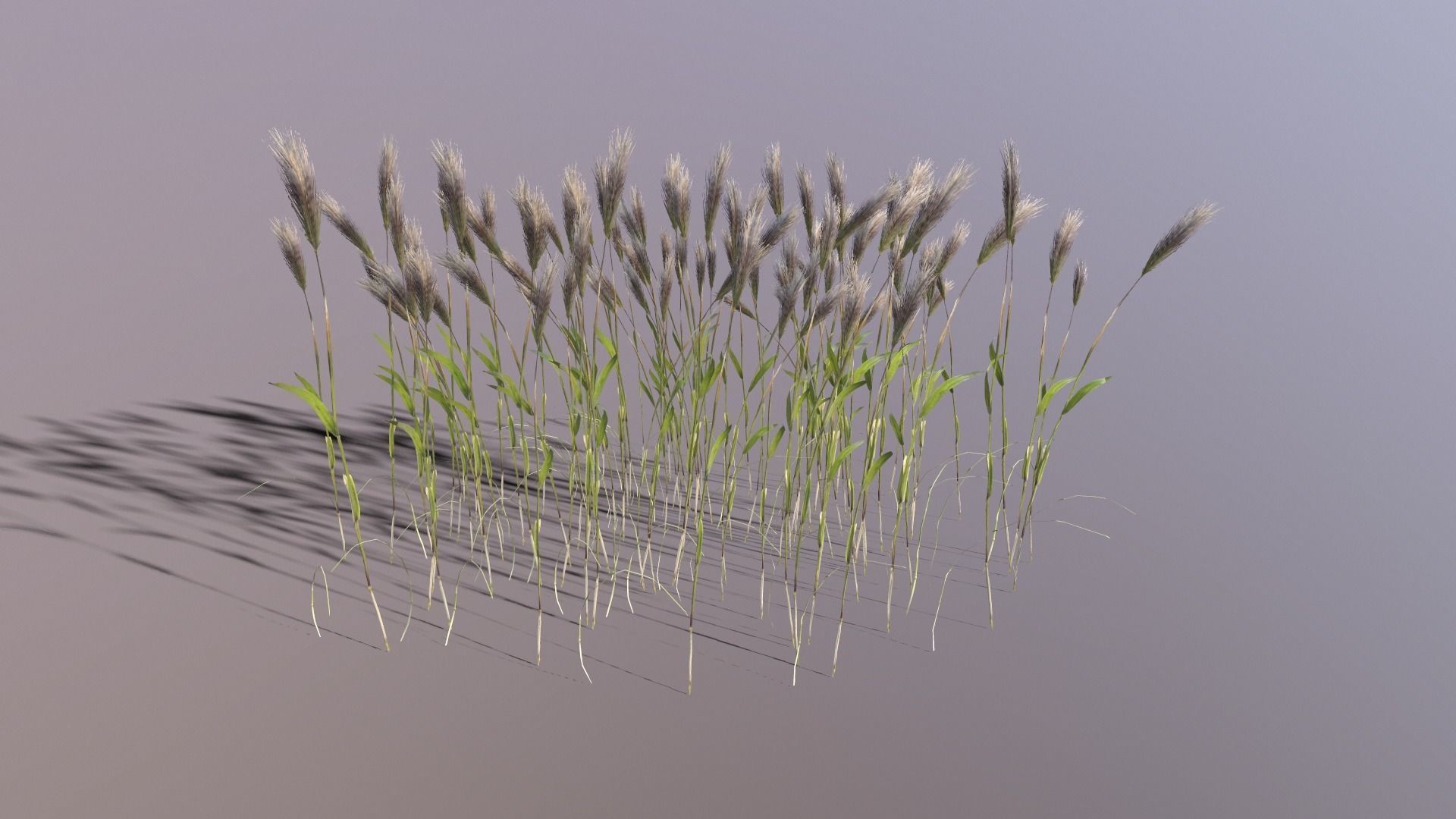 Wheat Plant Low-poly 3D model_3
