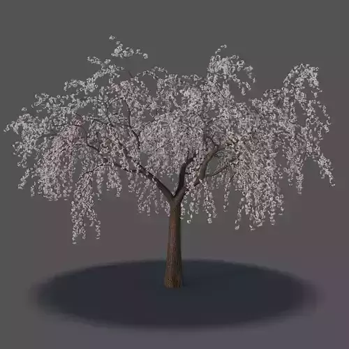 XfrogPlants Yoshino Cherry - Prunus Yedoensis  3D model