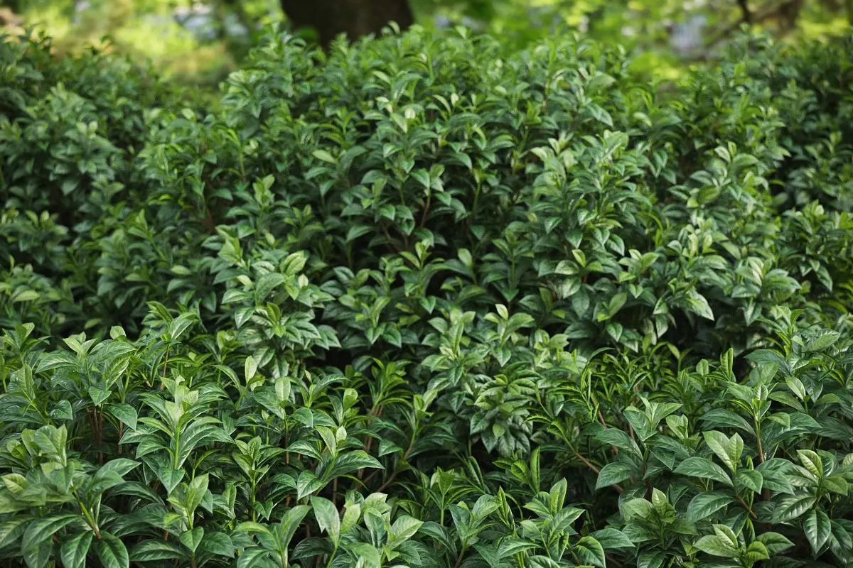 XfrogPlants Bahama Wild Coffee - Psychotria Ligustrifilua 3D model