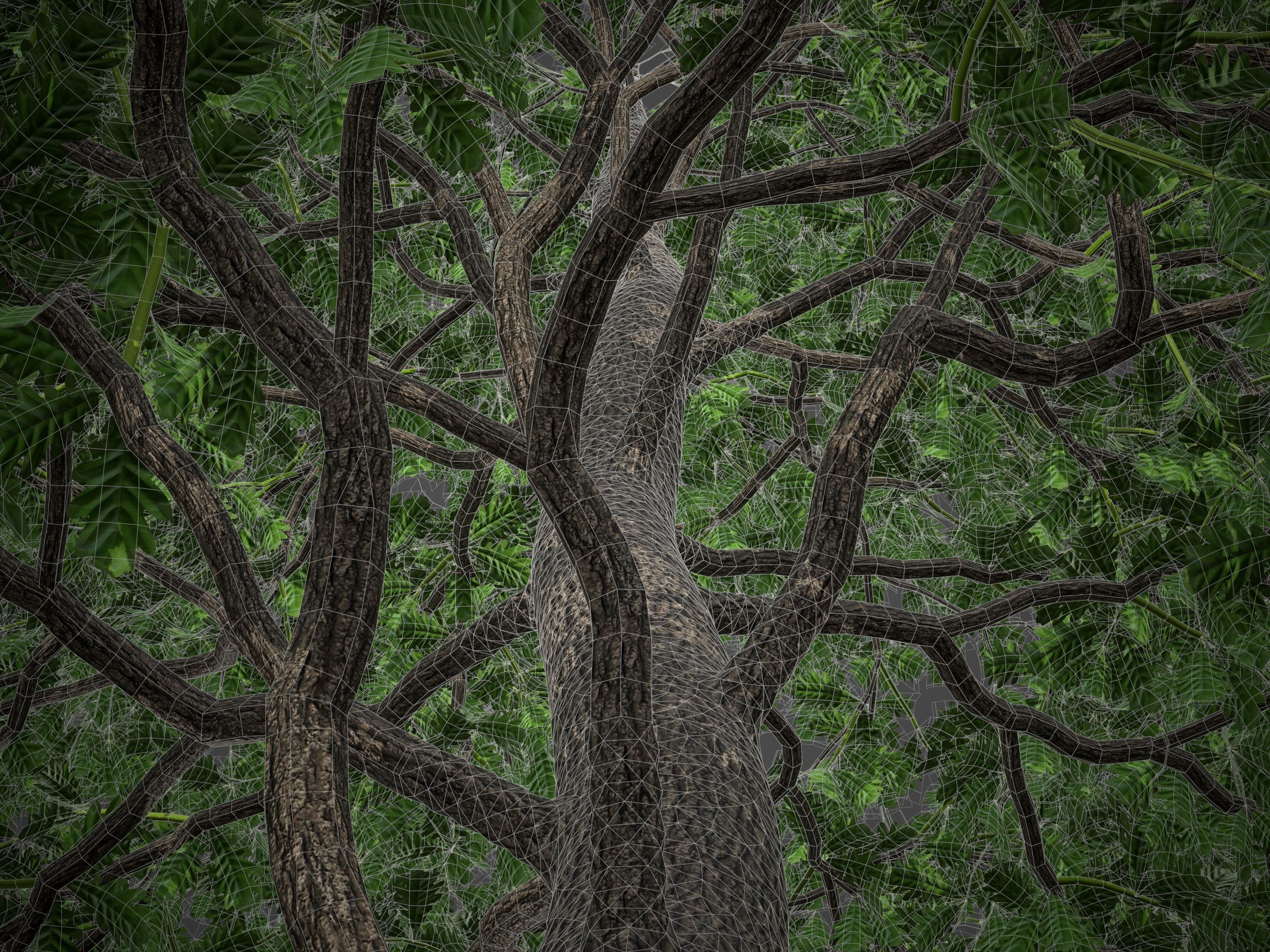 XfrogPlants Common Oak - Quercus Robur 3D model_5