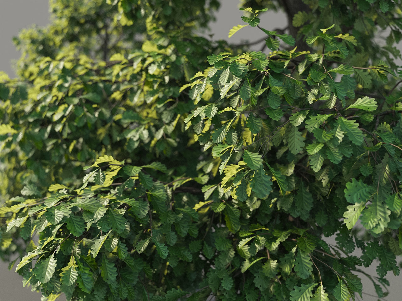 XfrogPlants Common Oak - Quercus Robur 3D model_3