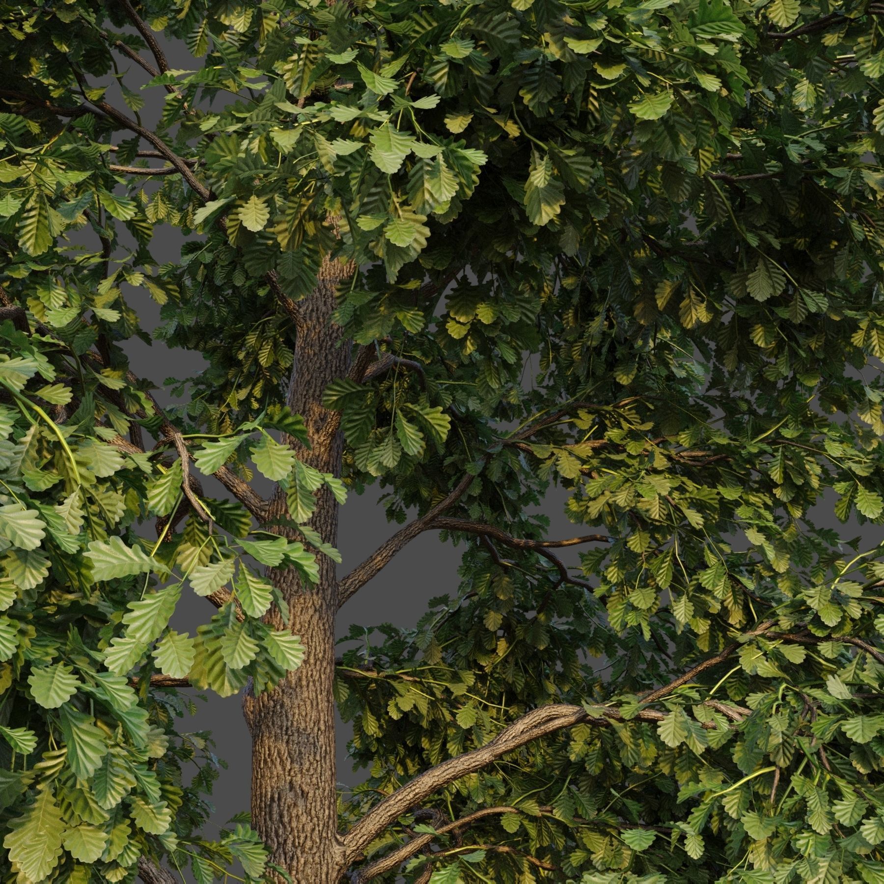XfrogPlants Common Oak - Quercus Robur 3D model_2