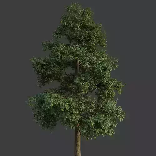 XfrogPlants Common Oak - Quercus Robur  3D model