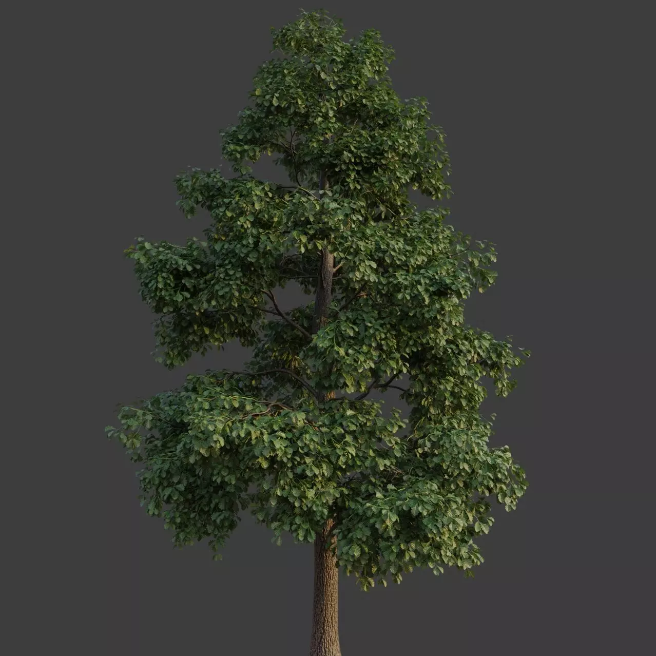 XfrogPlants Common Oak - Quercus Robur 3D model_0