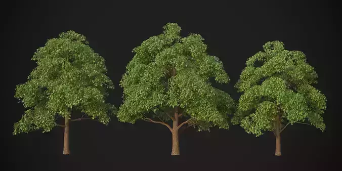 XfrogPlants Red Oak - Quercus Rubra  3D model