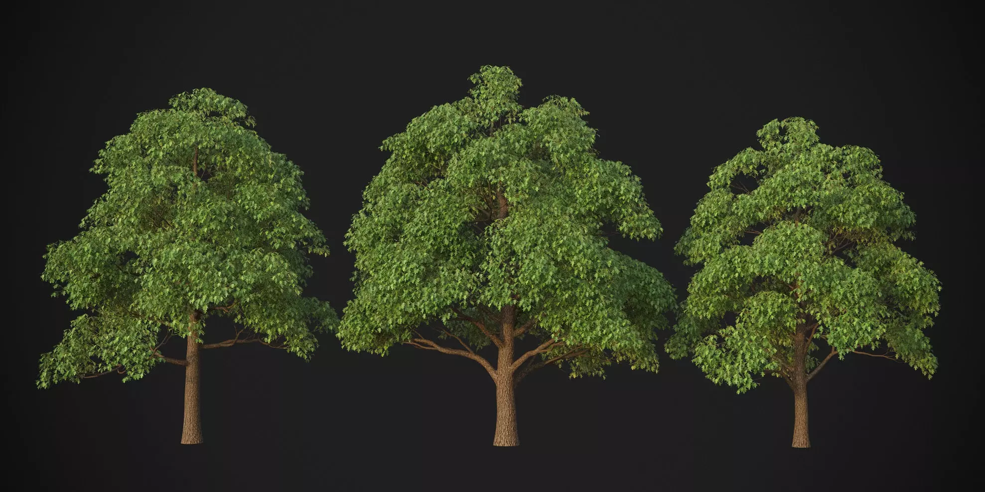 XfrogPlants Red Oak - Quercus Rubra 3D model_0