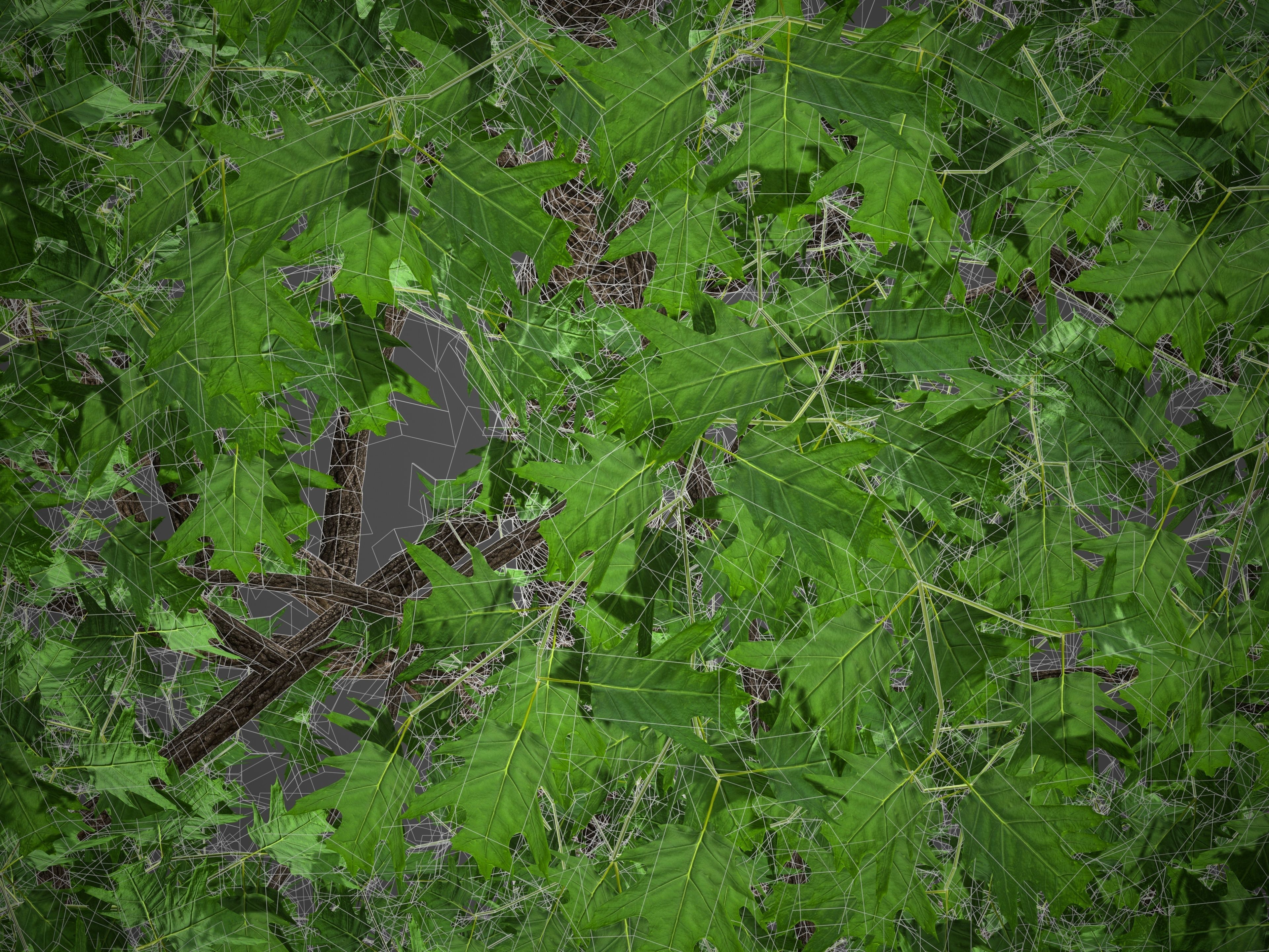 XfrogPlants Red Oak - Quercus Rubra 3D model_5