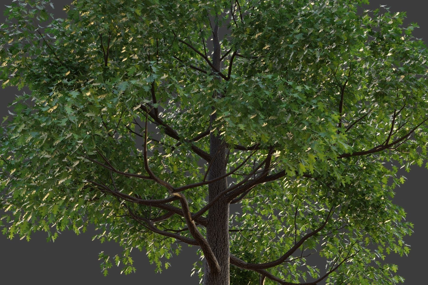 XfrogPlants Red Oak - Quercus Rubra 3D model_2
