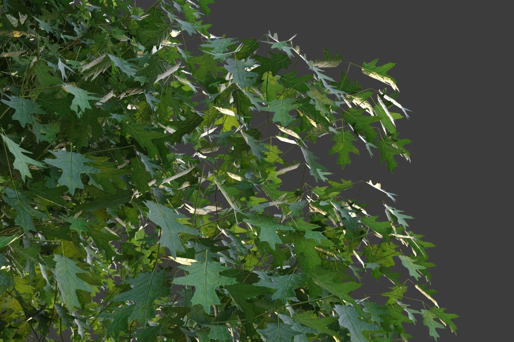 XfrogPlants Red Oak - Quercus Rubra 3D model_3