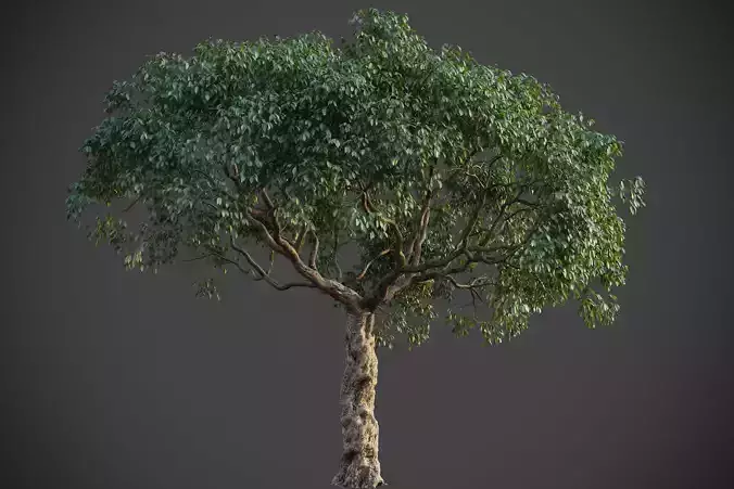 XfrogPlants Southern Live Oak - Quercus Virginiana 3D model