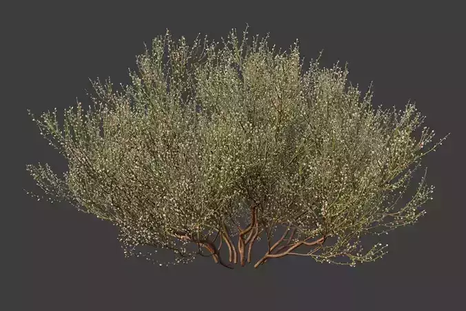 XfrogPlants Retama Raetam 3D model