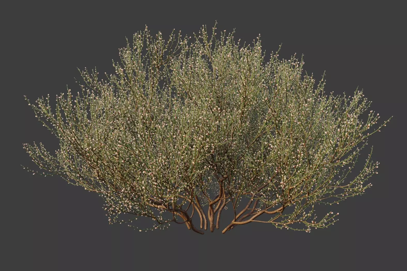 XfrogPlants Retama Raetam 3D model