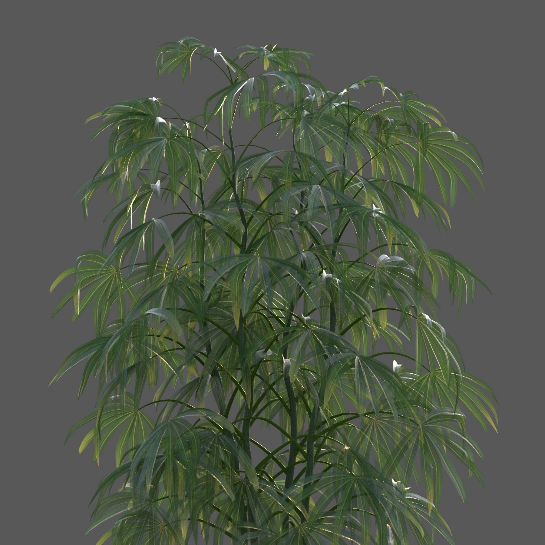 XfrogPlants Bamboo Palm - Rhapis Excelsa  3D model_3