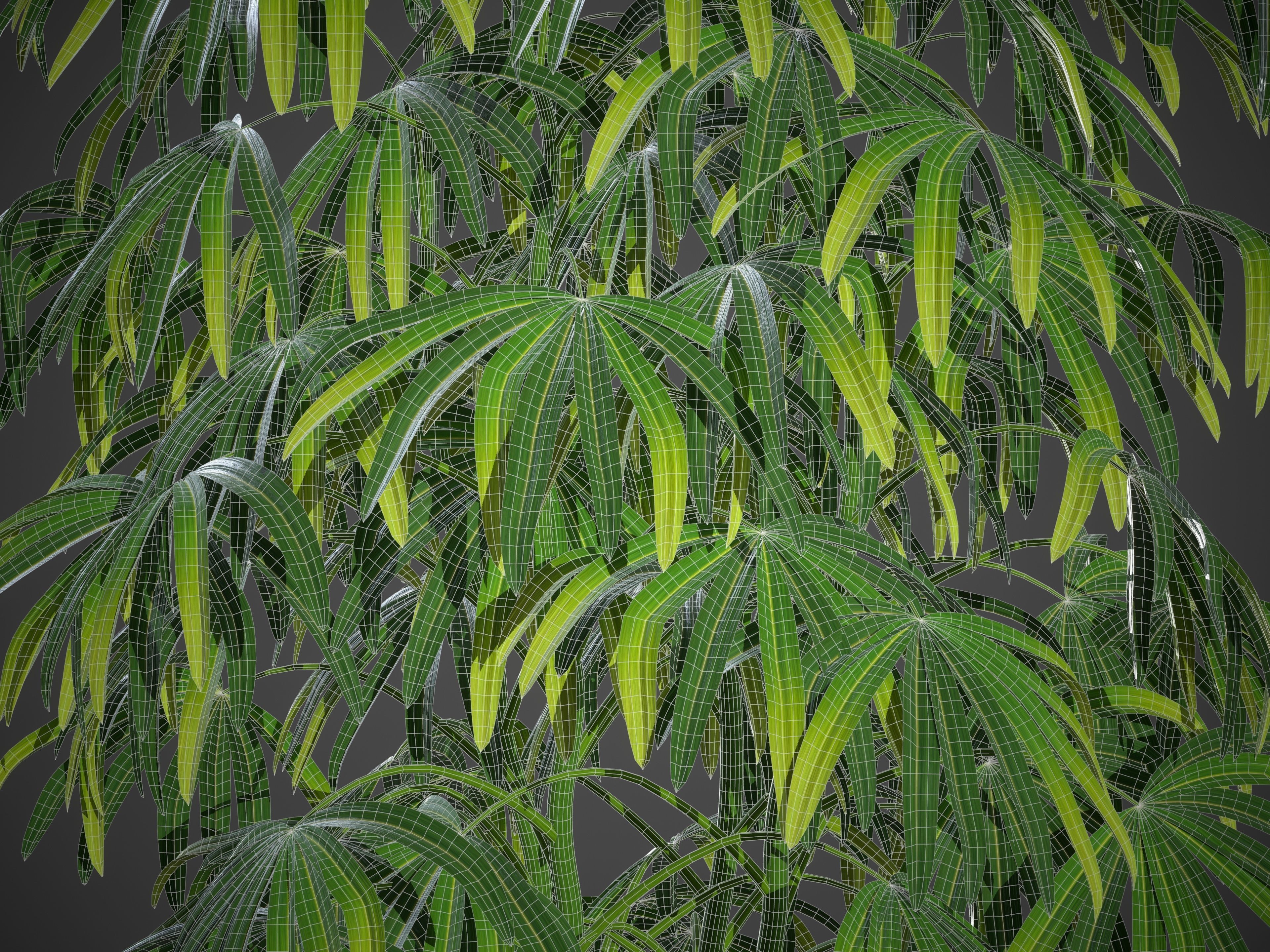 XfrogPlants Bamboo Palm - Rhapis Excelsa  3D model_4