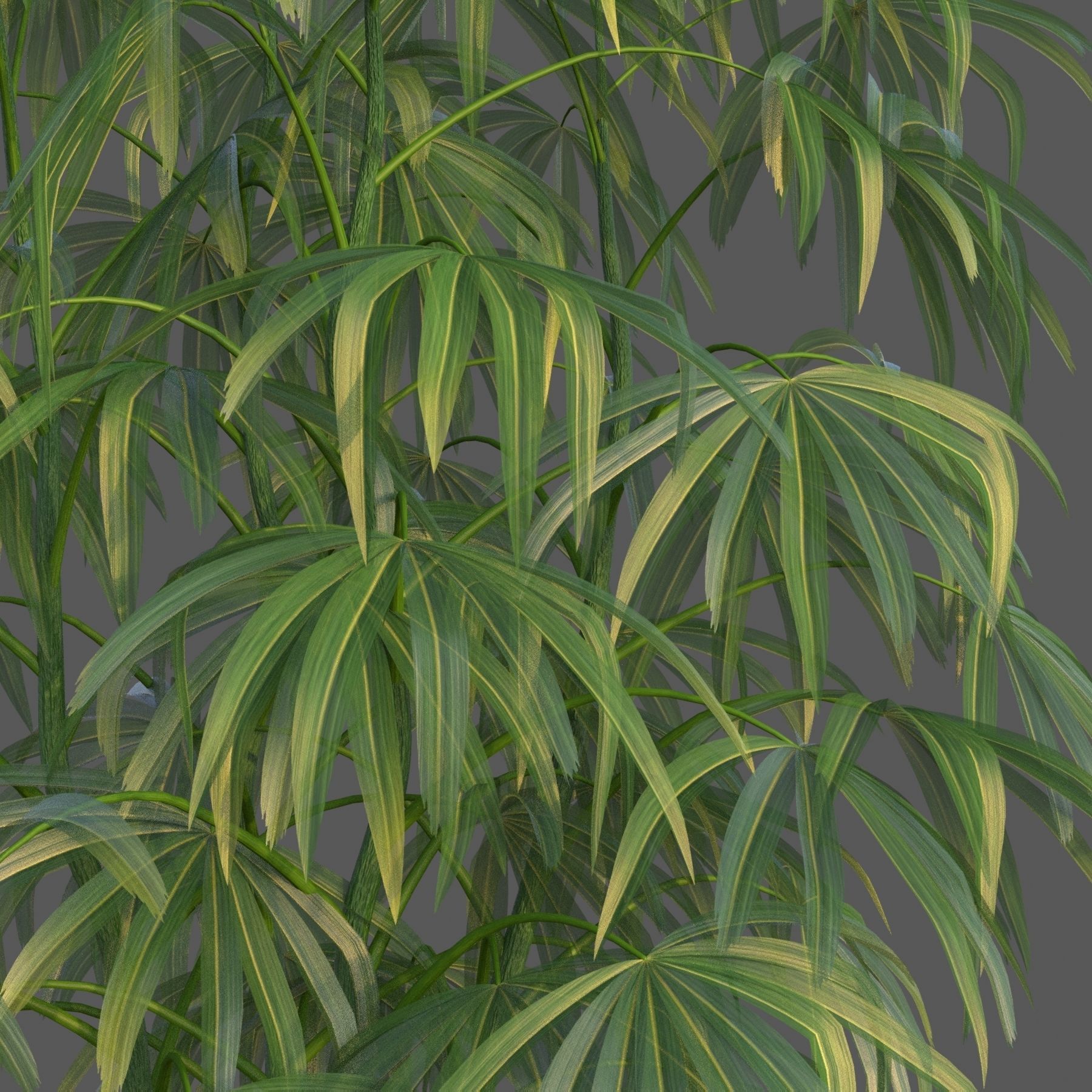 XfrogPlants Bamboo Palm - Rhapis Excelsa  3D model_2