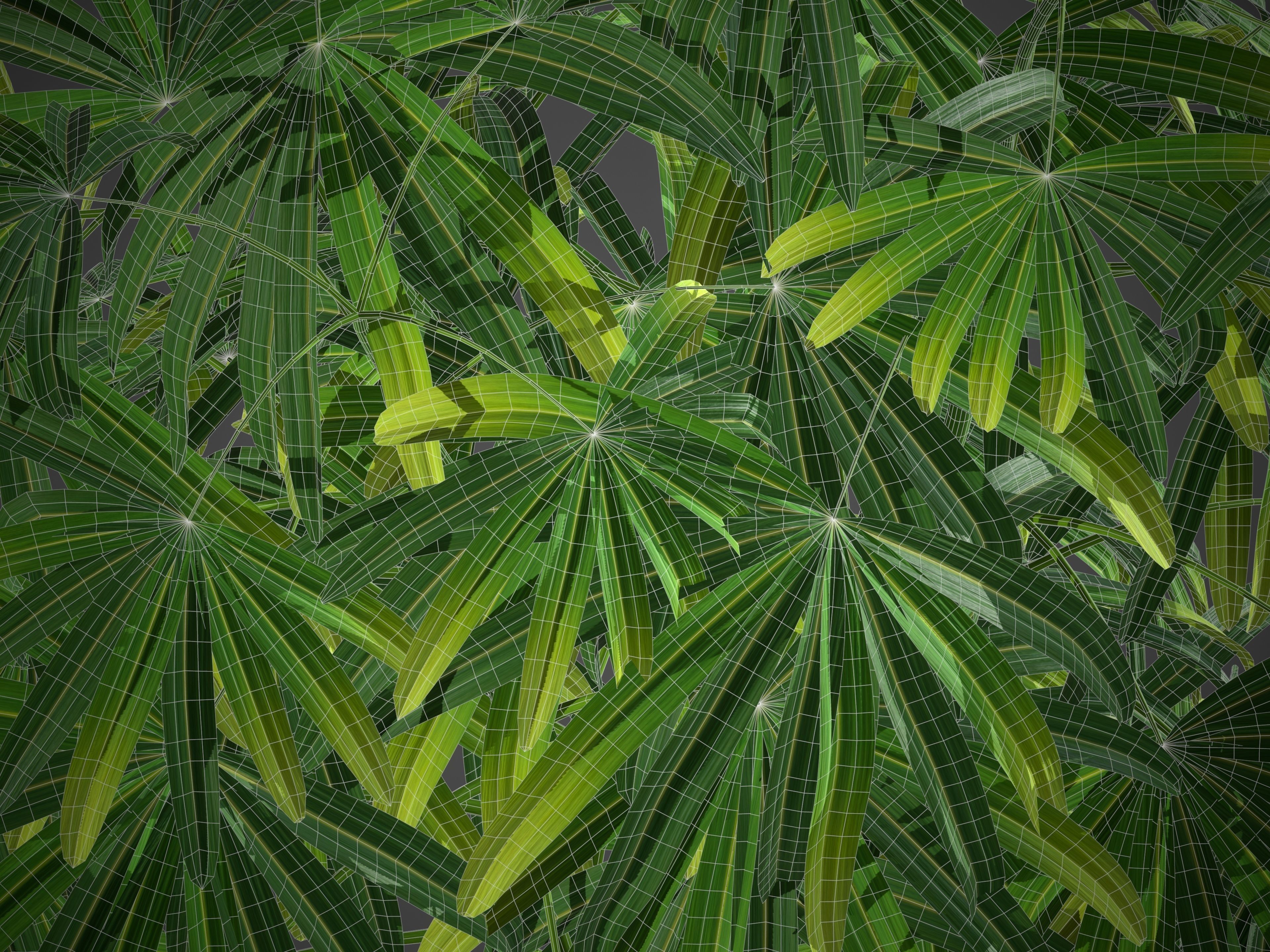 XfrogPlants Bamboo Palm - Rhapis Excelsa  3D model_5