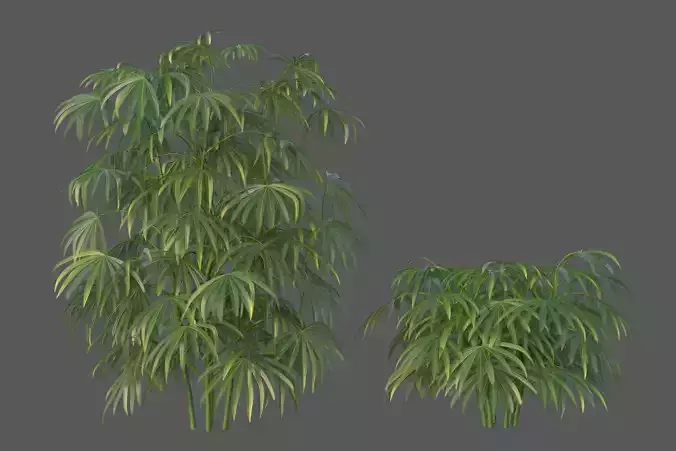 XfrogPlants Bamboo Palm - Rhapis Excelsa  3D model