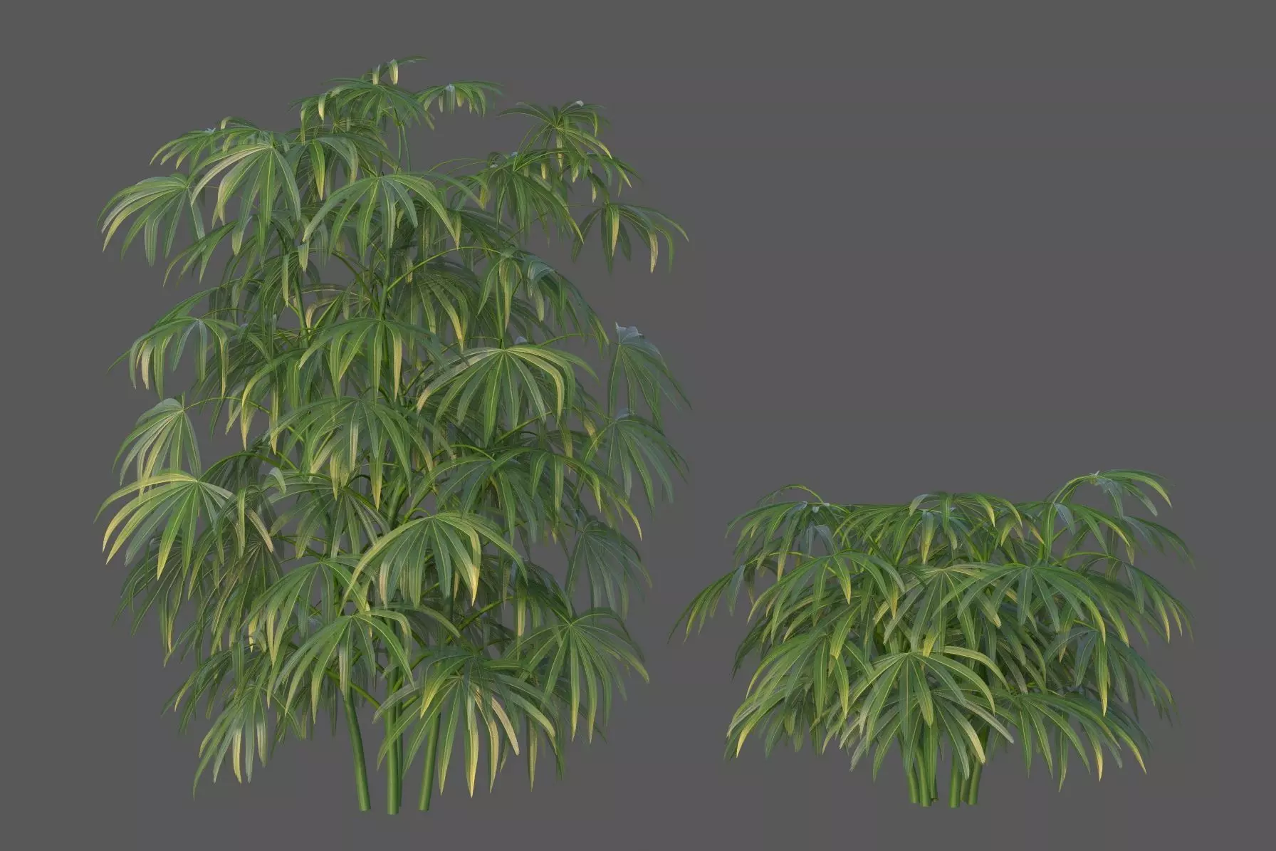 XfrogPlants Bamboo Palm - Rhapis Excelsa  3D model_0