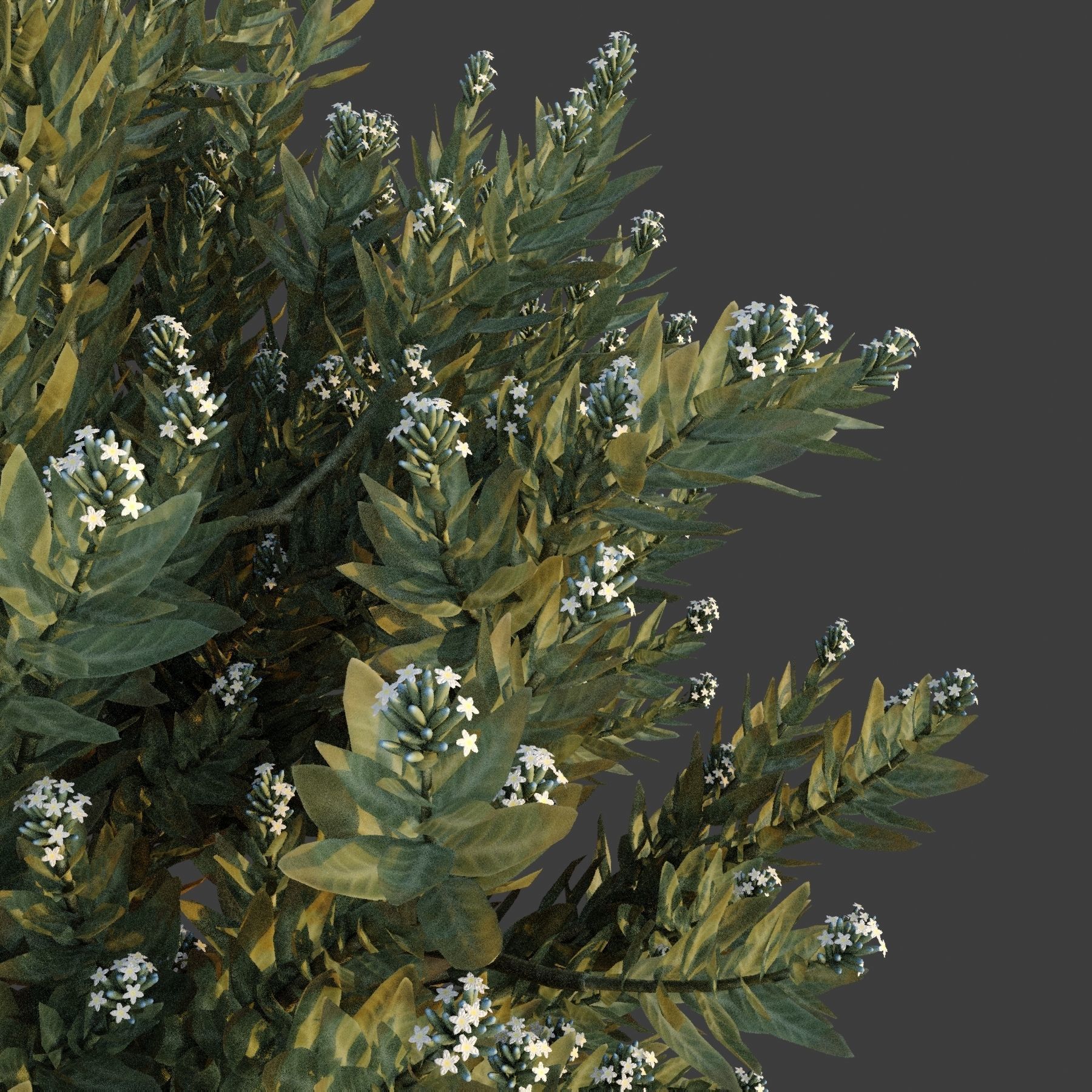 XfrogPlants Eshvarak - Rhazya Stricta 3D model_3