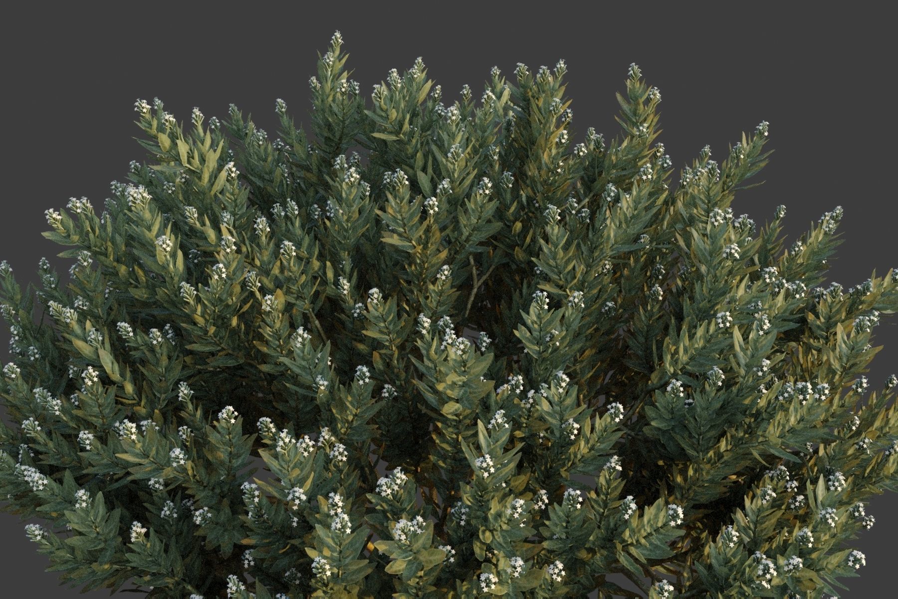 XfrogPlants Eshvarak - Rhazya Stricta 3D model_2