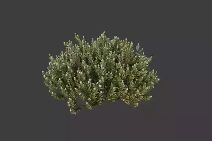 XfrogPlants Eshvarak - Rhazya Stricta 3D model