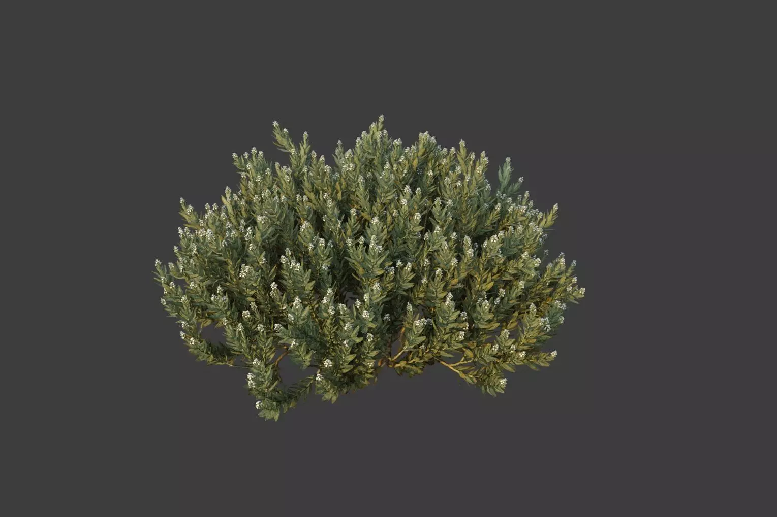 XfrogPlants Eshvarak - Rhazya Stricta 3D model_0