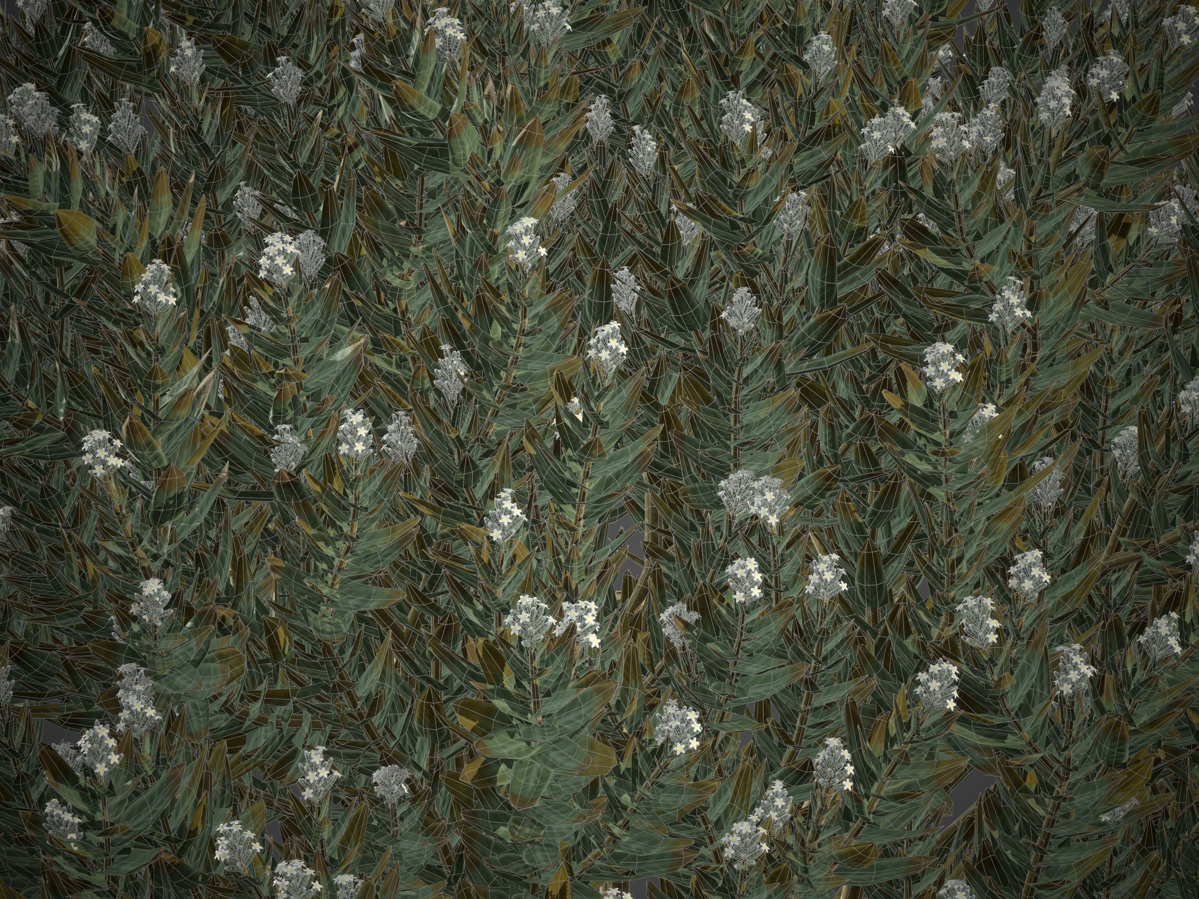 XfrogPlants Eshvarak - Rhazya Stricta 3D model_4