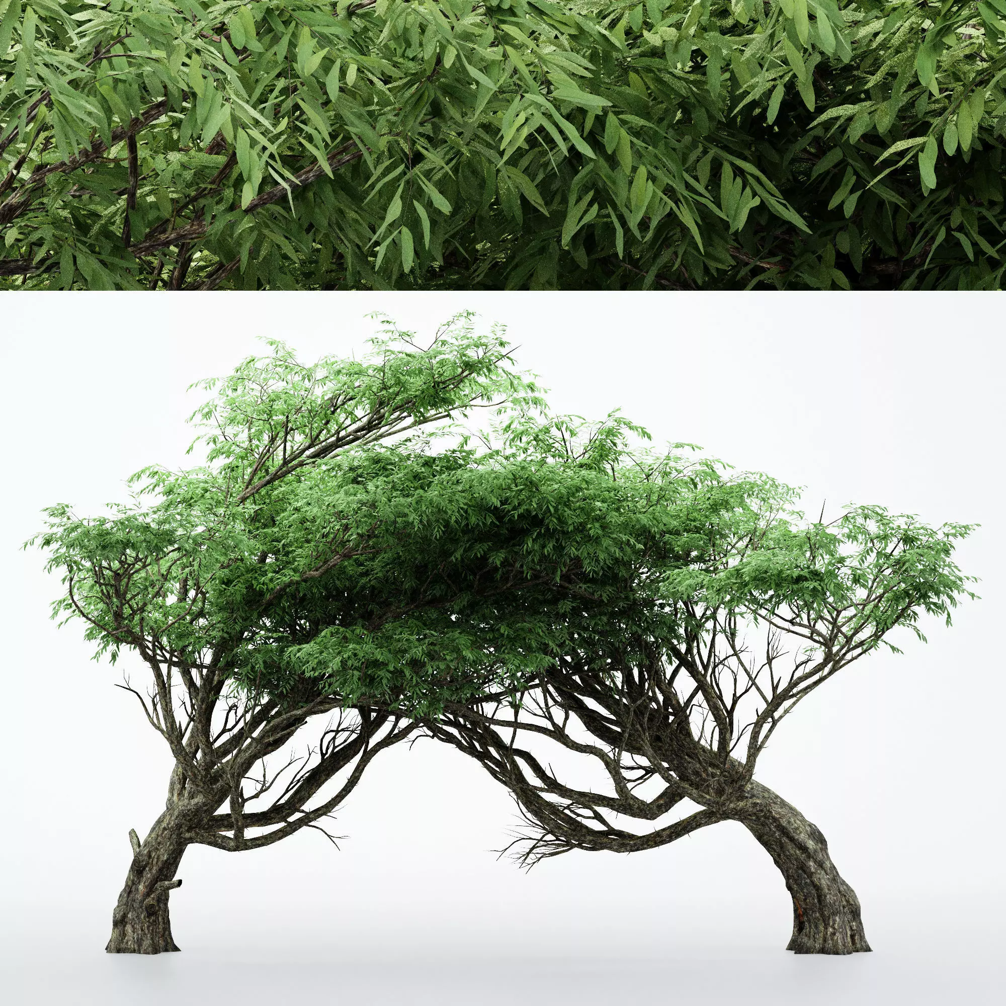 Acacia tree collection 2 trees Models in the scene 3D model