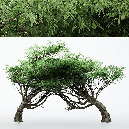 Acacia tree collection 2 trees Models in the scene 3D model