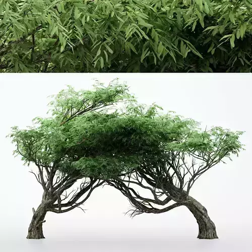 Acacia tree collection 2 trees Models in the scene 3D model