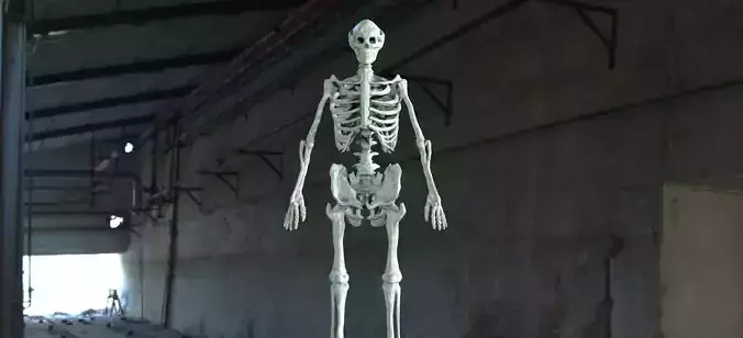 skeleton in warehouse 3D model