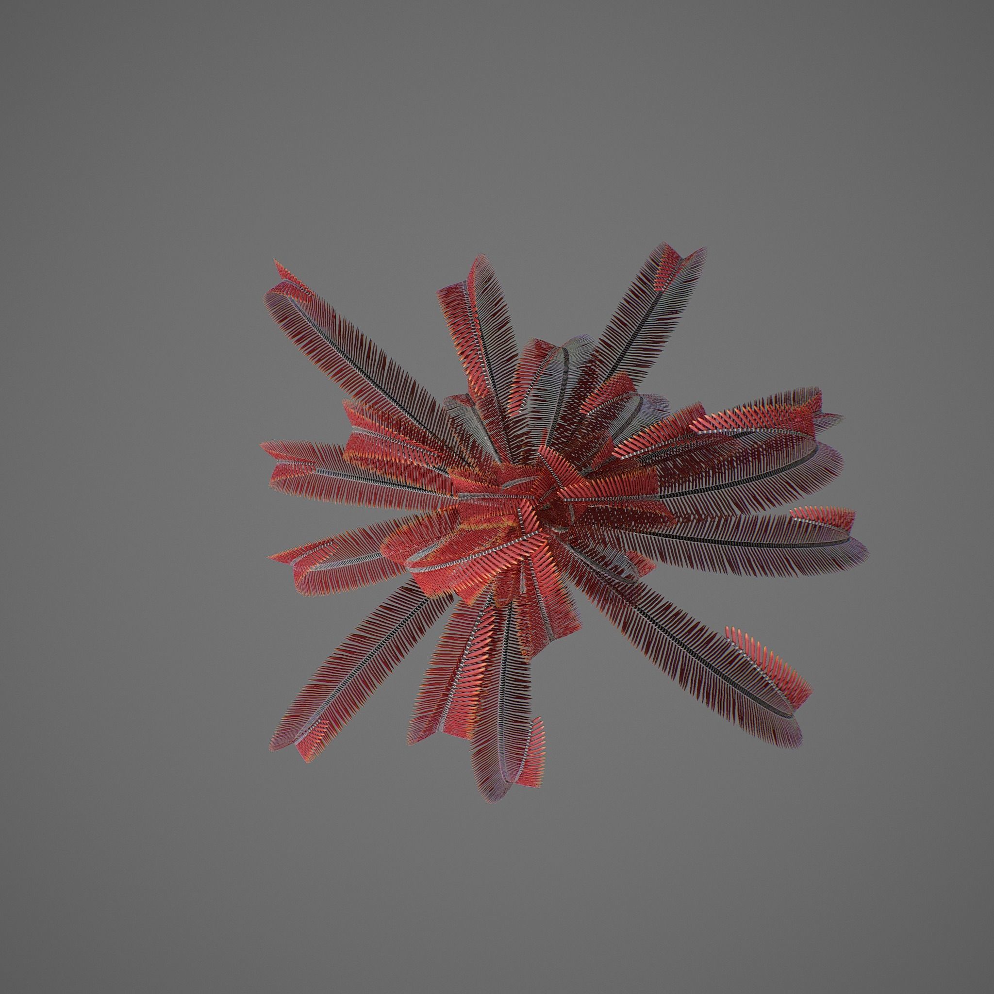 Crinoid feather Low-poly 3D model_3