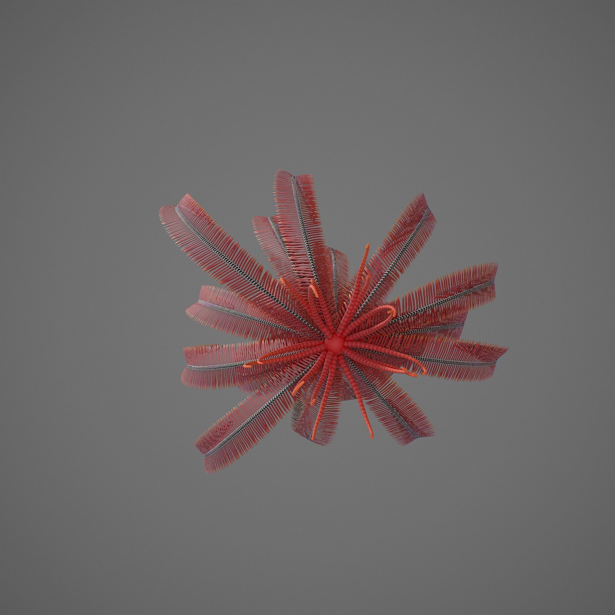 Crinoid feather Low-poly 3D model_4